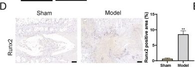 Fig.1.D showing Immunohistochemistry in a Rattus norvegicus (Rat) sample from the publication: Leptin Regulates Intervertebral Disc Calcification and Ossification by Promoting Glycolysis Through OCN/HIF-1α Axis.