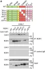 Fig.5.E showing Western Blotting in a Homo sapiens (Human) sample from the publication: ROR1 sustains caveolae and survival signalling as a scaffold of cavin-1 and caveolin-1.