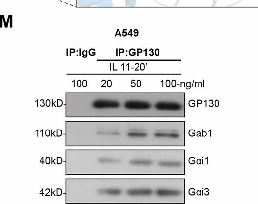 Fig.5.M showing Western Blotting from the publication: Gαi1 and Gαi3 mediate IL-11-induced signal transduction and are potential therapeutic targets for LUAD.