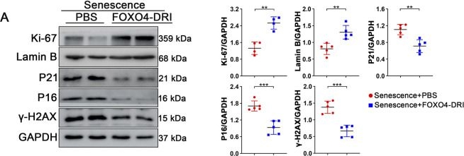 lamin B antibodies - Antibody search engine - CiteAb