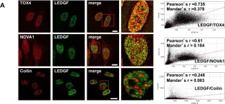 Fig.3.A showing Immunocytochemistry-immunofluorescence in a Homo sapiens (Human) sample from the publication: TOX4 and NOVA1 proteins are partners of the LEDGF PWWP domain and affect HIV-1 replication.
