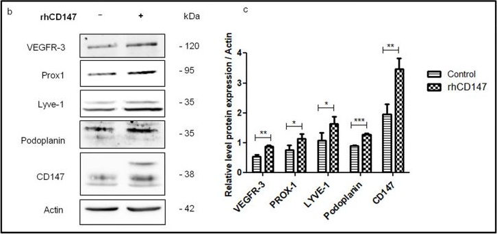 Fig.3.B showing Western Blotting in an Equus caballus (Horse) sample from the publication: CD147 Promotes Tumor Lymphangiogenesis in Melanoma via PROX-1.