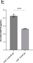 Fig.7.E showing Enzyme-linked immunosorbent assay from the publication: Repression of oxidative phosphorylation by NR2F2, MTERF3 and GDF15 in human skin under high-glucose stress.