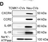Fig.4.D showing Western Blotting from the publication: ROS-responsive cellular vesicles with ferroptosis-targeting siACMSD delivery for acute kidney injury therapy.