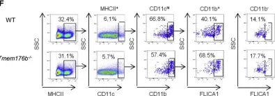 Fig.2.F showing Flow cytometry/Cell sorting in a Mus musculus (House mouse) sample from the publication: Targeting TMEM176B Enhances Antitumor Immunity and Augments the Efficacy of Immune Checkpoint Blockers by Unleashing Inflammasome Activation.