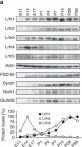 Fig.1.A showing Western Blotting in a Mus musculus (House mouse) sample from the publication: Autism-like behaviours and enhanced memory formation and synaptic plasticity in Lrfn2/SALM1-deficient mice.