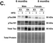 Fig.1.C showing Western Blotting from the publication: APOE4 Drives Sex- and Diet-Dependent Effects on AD-Like Pathology, Cognition, and Mitochondrial Function.