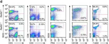 Fig.4.D showing Flow cytometry/Cell sorting in a Mus musculus (House mouse) sample from the publication: Rad52 competes with Ku70/Ku86 for binding to S-region DSB ends to modulate antibody class-switch DNA recombination.