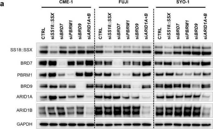 Fig.3.A showing Western Blotting in a Homo sapiens (Human) sample from the publication: SS18::SSX and BRD9 Modulate Synovial Sarcoma Differentiation.