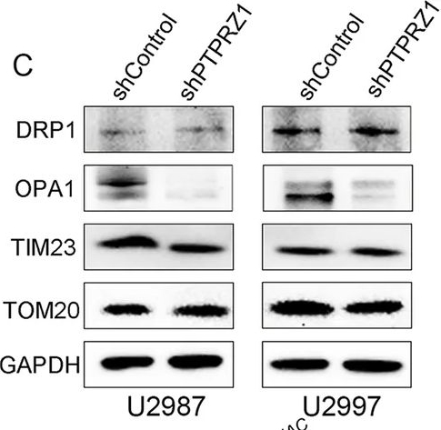 Fig.7.C showing Western Blotting from the publication: Spatial enrichment of PTPRZ1 in the peritumoral niche drives glioblastoma migration via the OPA1/ROS/CDH2 axis.