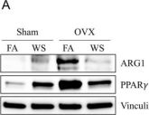 専用出品 Arginase-1 (D4E3M) Rabbit Monoclonal Antibody | Cell Signaling