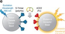 Fig.1.E from the publication: Multivalent bicyclic peptides are an effective antiviral modality that can potently inhibit SARS-CoV-2.