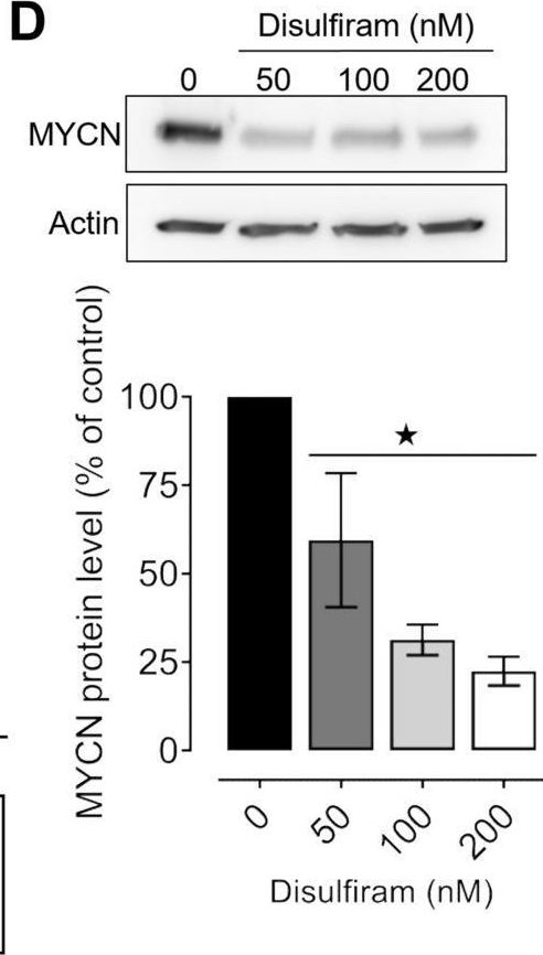 Fig.3.D showing Western Blotting in a Homo sapiens (Human) sample from the publication: Repurposing disulfiram, an alcohol-abuse drug, in neuroblastoma causes KAT2A downregulation and in vivo activity with a water/oil emulsion.