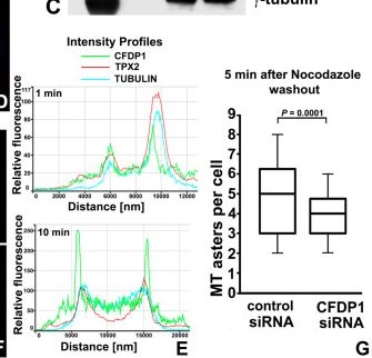 Fig.5.C from the publication: The Chromatin Protein CFDP1 Activates TPX2 and Promotes Chromosomal Microtubule Nucleation and Spindle Assembly.