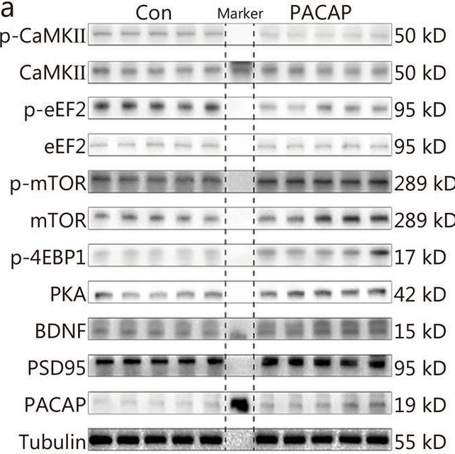 Fig.4.A showing Western Blotting in a Mus musculus (House mouse) sample from the publication: Hippocampal PACAP signaling activation triggers a rapid antidepressant response.