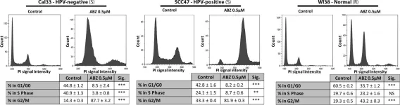 Fig.4.A showing Western Blotting in a Homo sapiens (Human) sample from the publication: Repurposing Albendazole: new potential as a chemotherapeutic agent with preferential activity against HPV-negative head and neck squamous cell cancer.