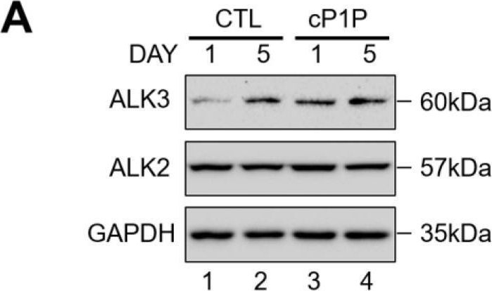 Fig.4.A showing Western Blotting in a Homo sapiens (Human) sample from the publication: Bioactive Lipid O-cyclic phytosphingosine-1-phosphate Promotes Differentiation of Human Embryonic Stem Cells into Cardiomyocytes via ALK3/BMPR Signaling.