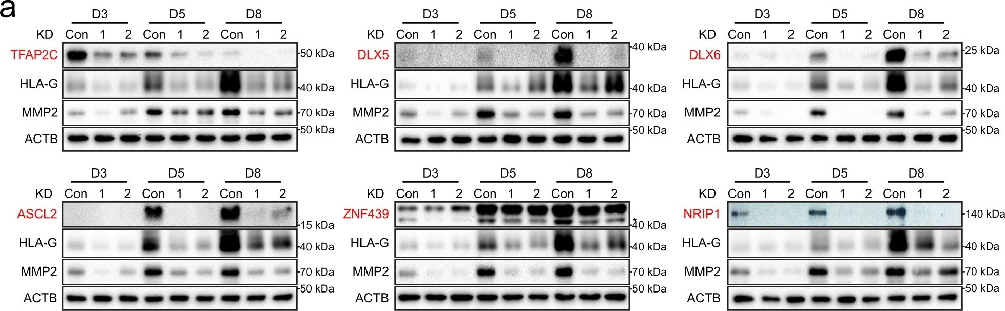 Fig.3.A showing Western Blotting in a Homo sapiens (Human) sample from the publication: The transcriptional regulatory network modulating human trophoblast stem cells to extravillous trophoblast differentiation.