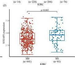 Fig.2.J showing Flow cytometry/Cell sorting in a Homo sapiens (Human) sample from the publication: Six-transmembrane epithelial antigen of prostate 3 (STEAP3) is a potential prognostic biomarker in clear cell renal cell carcinoma that correlates with M2 macrophage infiltration and epithelial-mesenchymal.