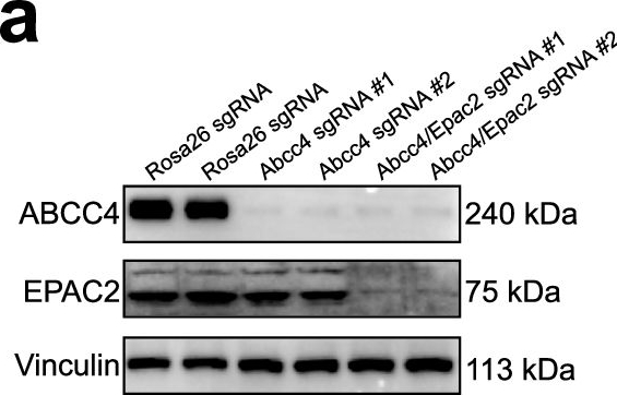 Fig.6.A showing Western Blotting in a Mus musculus (House mouse) sample from the publication: ABCC4 impairs the clearance of plasma LDL cholesterol through suppressing LDLR expression in the liver.