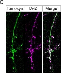 Fig.5.C showing Immunohistochemistry-immunofluorescence from the publication: Tomosyn affects dense core vesicle composition but not exocytosis in mammalian neurons.