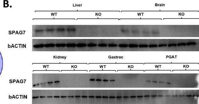 Fig.4.B showing Western Blotting in a Mus musculus (House mouse) sample from the publication: SPAG7 deletion causes intrauterine growth restriction, resulting in adulthood obesity and metabolic dysfunction.