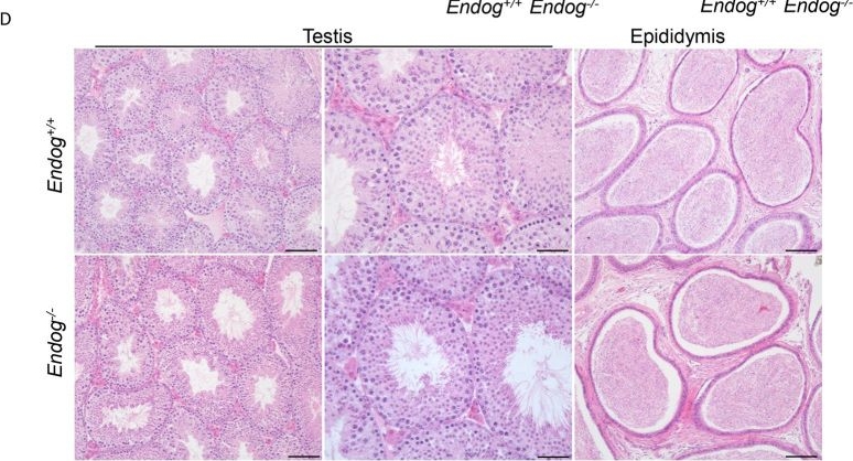 Fig.1.D showing Immunohistochemistry in a Mus musculus (House mouse) sample from the publication: Endonuclease G is dispensable for sperm mitochondrial DNA elimination during spermatogenesis in mice.