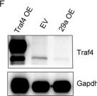 Fig.7.F showing Western Blotting in a Homo sapiens (Human) sample from the publication: RNA binding protein Sam68 promotes germinal center reaction and IgG response through regulation of miR29.