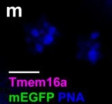 Fig.3.M showing Immunohistochemistry-immunofluorescence in an Arachis hypogaea (Peanut) sample from the publication: The Tmem16a chloride channel is required for mucin maturation after secretion from goblet-like cells in the Xenopus tropicalis tadpole skin.