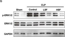 E.R.Kページ Anti-ERK1 (phospho Thr202/Tyr204) + ERK2 (phospho Thr185