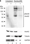 Fig.2.B showing Western Blotting in a Rattus norvegicus (Rat) sample from the publication: Post-translational modifications of Annexin A2 are linked to its association with perinuclear nonpolysomal mRNP complexes.