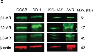 Fig.1.C showing Western Blotting in a Canis lupus familiaris (Domestic dog) sample from the publication: Propranolol Sensitizes Vascular Sarcoma Cells to Doxorubicin by Altering Lysosomal Drug Sequestration and Drug Efflux.