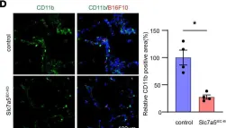 Fig.4.D showing Immunohistochemistry-immunofluorescence from the publication: Endothelial cell-specific LAT1 ablation normalizes tumor vasculature.