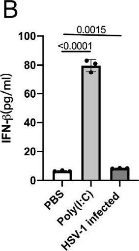 Fig.2.B showing Enzyme-linked immunosorbent assay from the publication: Aryl hydrocarbon receptor facilitates HSV-1 lytic infection by enhancing viral gene transcription and receptor expression.