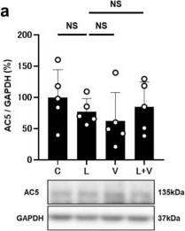 Fig.4.A showing Western Blotting in a Mus musculus (House mouse) sample from the publication: Vidarabine, an anti-herpes agent, improves Porphyromonas gingivalis lipopolysaccharide-induced cardiac dysfunction in mice.