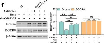 Fig.2.F showing Western Blotting from the publication: Maintaining Drosha expression with Cdk5 inhibitors as a potential therapeutic strategy for early intervention after TBI.