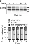 Fig.5.B showing Western Blotting from the publication: In vivo regulation of glycogen synthase kinase 3β activity in neurons and brains.