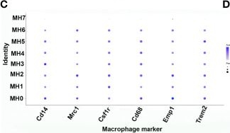 Fig.1.C from the publication: A Population of M2 Macrophages Associated With Bone Formation.