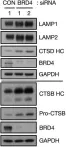 Fig.3.B showing Western Blotting in a Homo sapiens (Human) sample from the publication: Bromodomain Protein BRD4 Is a Transcriptional Repressor of Autophagy and Lysosomal Function.