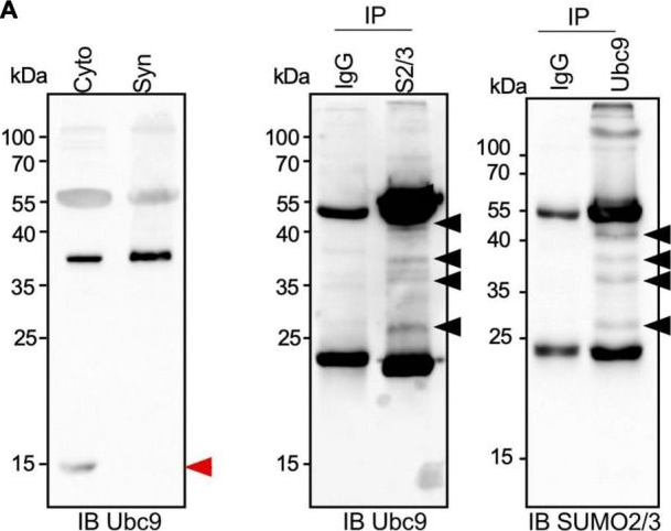 Fig.3.A showing Western Blotting from the publication: Proteomic Identification of an Endogenous Synaptic SUMOylome in the Developing Rat Brain.