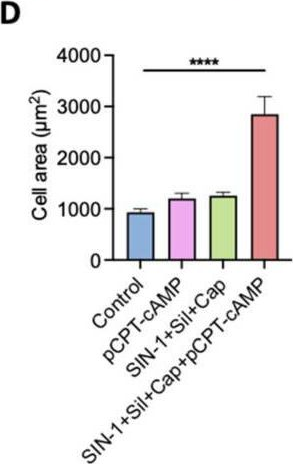 Fig.4.D from the publication: Combined Pharmacological Conditioning of Endothelial Cells for Improved Vascular Graft Endothelialization.