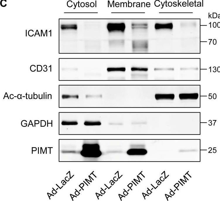 Fig.6.C showing Western Blotting from the publication: PIMT is a novel and potent suppressor of endothelial activation.