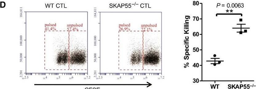 Fig.1.D showing Flow cytometry/Cell sorting in a Mus musculus (House mouse) sample from the publication: ADAP and SKAP55 deficiency suppresses PD-1 expression in CD8+ cytotoxic T lymphocytes for enhanced anti-tumor immunotherapy.