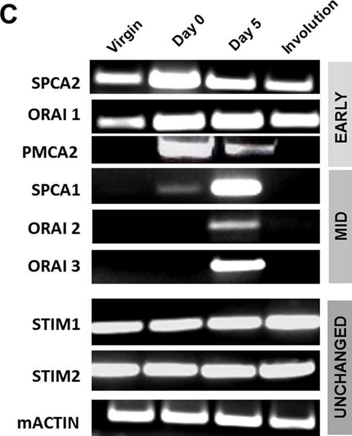 Fig.1.C showing Western Blotting in a Mus musculus (House mouse) sample from the publication: SPCA2 regulates Orai1 trafficking and store independent Ca2+ entry in a model of lactation.