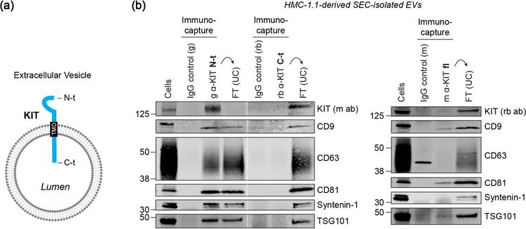 Fig.2.A showing Western Blotting from the publication: Selective immunocapture reveals neoplastic human mast cells secrete distinct microvesicle- and exosome-like populations of KIT-containing extracellular vesicles.