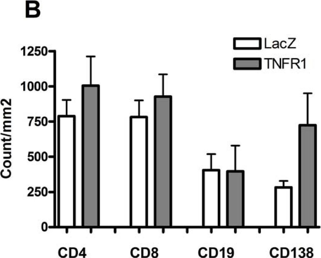 Fig.3.B showing Immunohistochemistry in a Mus musculus (House mouse) sample from the publication: Local expression of tumor necrosis factor-receptor 1:immunoglobulin G can induce salivary gland dysfunction in a murine model of Sjögren's syndrome.