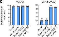 Fig.1.C from the publication: Modulation of WNT and FGF18 enhances yield and subtype identity of hPSC-derived midbrain dopamine neurons.