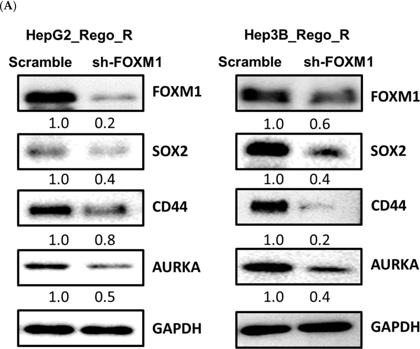 Fig.6.A showing Western Blotting in a Homo sapiens (Human) sample from the publication: FOXM1-CD44 Signaling Is Critical for the Acquisition of Regorafenib Resistance in Human Liver Cancer Cells.