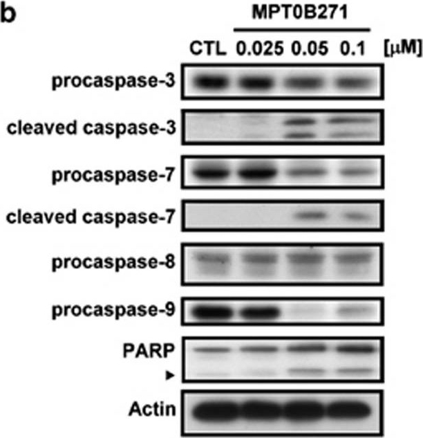 Fig.4.B showing Western Blotting in a Homo sapiens (Human) sample from the publication: Orally active microtubule-targeting agent, MPT0B271, for the treatment of human non-small cell lung cancer, alone and in combination with erlotinib.