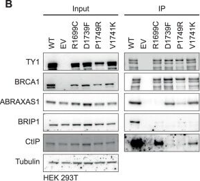 Fig.4.B showing Western Blotting in a Homo sapiens (Human) sample from the publication: Profiling BRCA1-BRCT interactions and their functional relevance at amino acid&nbsp;resolution.